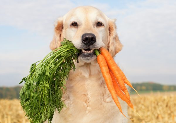 Golden Retriever holding carrots - healthy eating